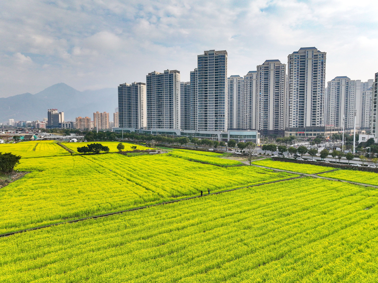 甌海金色油菜花海,藏不住的春日驚喜