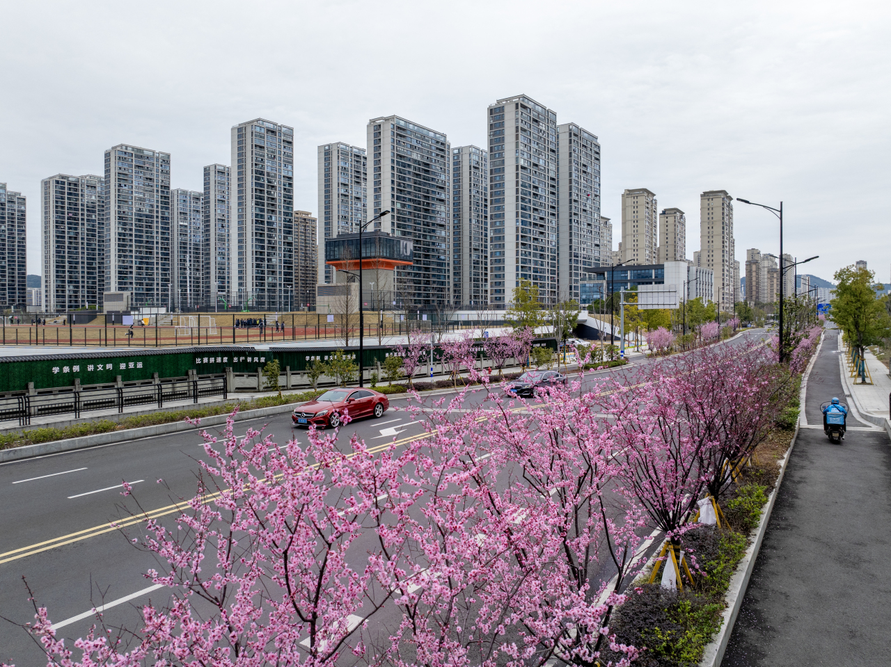 美人梅綻放 甌海城市道路靚了