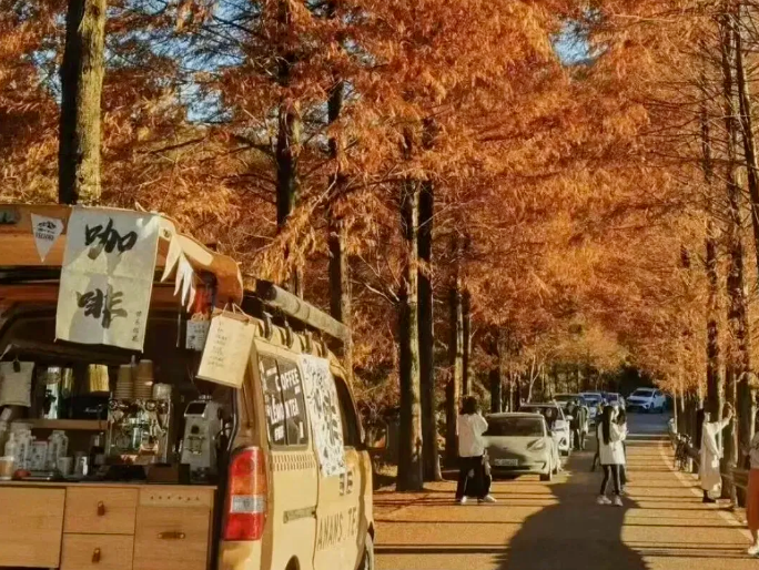 秋日紅杉盛宴!7大打卡路線(xiàn)+市集音樂(lè)會(huì),附超全攻略→